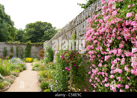 Ummauerten Garten auf Sark Kanalinseln UK mit pelargonium 'Alice Crousse' auf in der Nähe der Wall Stockfoto