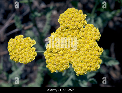 Moonshine Achillea (Schafgarbe) Stockfoto