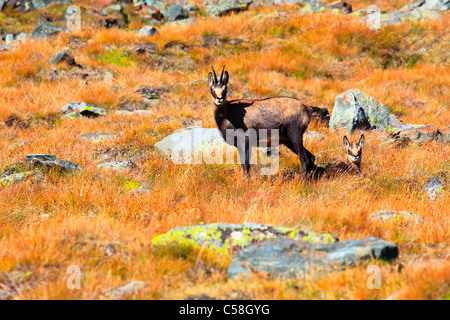 Alpen, Fauna, alpinen Fauna, Baby, Berge, Bergfauna, Bergwelt, Gämse, Familie, Tierwelt, Berge, Gämse, Herbst, Stockfoto