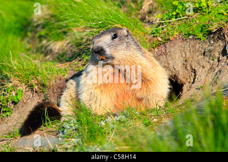 1, Alp, Alpen, Murmetier, Alpine Fauna, Alpine Murmeltier, Alpenpanorama, Alpine Tierwelt, alpine Marmot, Berge, Mountai Stockfoto