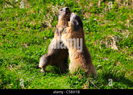 2, Alp, Alpen, Murmetier, Alpine Fauna, Alpine Murmeltier, Alpenpanorama, Alpine Tierwelt, alpine Marmot, Berge, Mountai Stockfoto