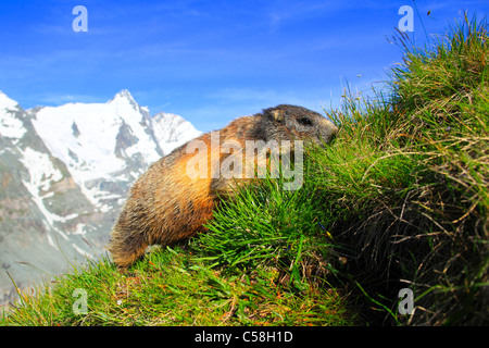 1, Alp, Alpen, Murmetier, Alpine Fauna, Alpine Murmeltier, Alpenpanorama, Alpine Tierwelt, alpine Marmot, Berge, Mountai Stockfoto