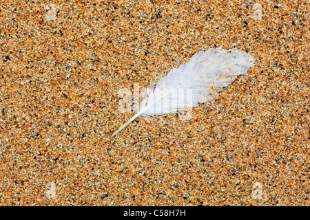 Detail, Feder, Feder, Gefieder, Gewässer, Groß Britannien, Highland, Highlands, Küste, Makro, Meer, Muschel, Muscheln, Muschel Stockfoto