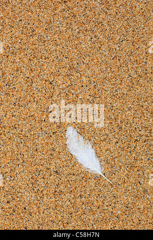 Detail, Feder, Feder, Gefieder, Gewässer, Groß Britannien, Highland, Highlands, Küste, Makro, Meer, Muschel, Muscheln, Muschel Stockfoto