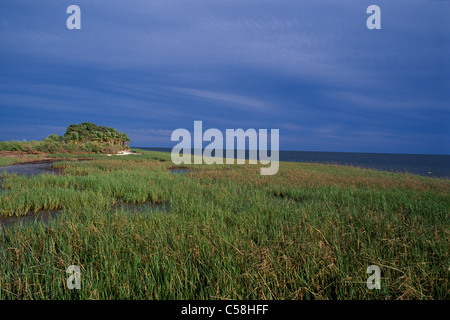 Marschland, Sturm, Golfküste, St. Marks, National Wildlife Refuge, Florida, USA, USA, Amerika, Reed, Natur Stockfoto