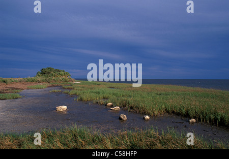 Marschland, Sturm, Golfküste, St. Marks, National Wildlife Refuge, Florida, USA, USA, Amerika, Meer, Natur Stockfoto