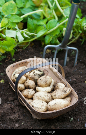 Kartoffeln "Sharpe-Express" in einem hölzernen trug Stockfoto