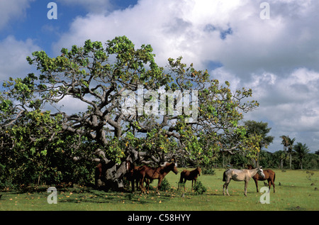 Pferde, Baum, Fazenda Sao Franzisco, Ilha do Marajó, Amazonas-Delta, Amazonien, Brasilien, Südamerika, Stockfoto