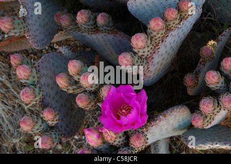 Beavertail Kaktus, Opuntia Basilaris, Joshua Tree, Nationalpark, Kalifornien, USA, Amerika, Blume, rot Stockfoto