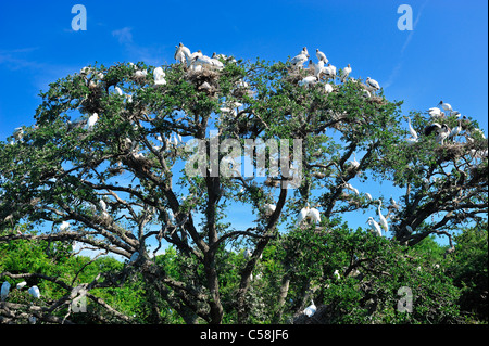 Vögel, Baum, Alligatorfarm, Zoologischer Park, St. Augustine, Florida, USA, Vereinigte Staaten von Amerika, Amerika, Stockfoto