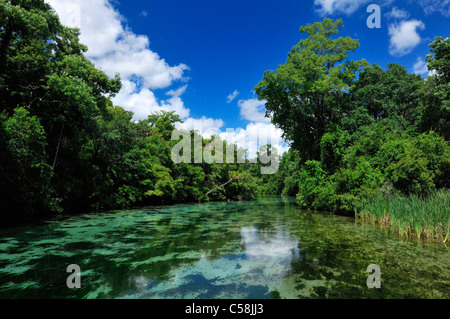 Weeki Wachee River, Weeki Wachee Springs State Park, Weeki Wachee, Florida, USA, USA, Amerika, Wasser, grün, Bäume Stockfoto