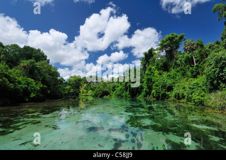 Weeki Wachee River, Weeki Wachee Springs State Park, Weeki Wachee, Florida, USA, USA, Amerika, Wasser, grün, Bäume Stockfoto