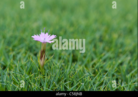 Dianthus Erinaceus. Nelke Rosa. Hedgehog Dianthus Stockfoto