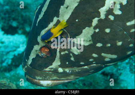 Eine juvenile Spanisch Lippfische reinigt ein Nassau-Zackenbarsch auf ein Riff im Little Cayman. Stockfoto