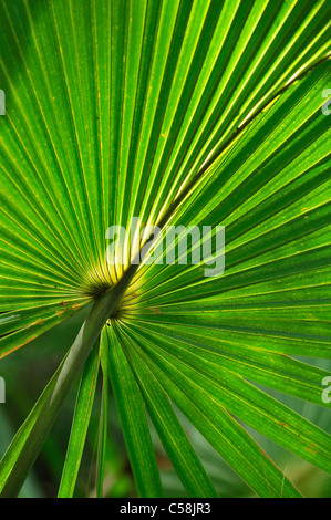 Palm, Blatt, Ah-Tah-Thi-Ki-Museum, Big Cypress Seminole Indian Reservation, Florida, USA, USA, Amerika, grün Stockfoto