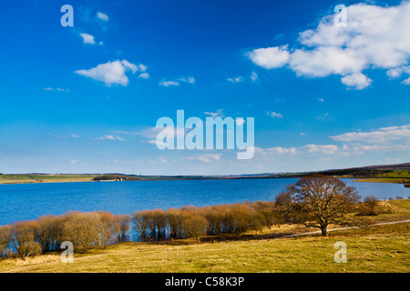 England, Northumberland / Grafschaft Durham, Derwent Reservoir. Baum am Ufer des Stausees Derwent Stockfoto