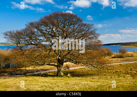 England, Northumberland / Grafschaft Durham, Derwent Reservoir. Baum am Ufer des Stausees Derwent Stockfoto