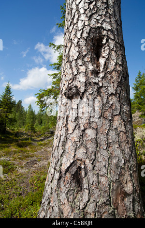 Baum-Rinde und Stamm eines alten Baumes Kiefer (Pinus Sylvestris), Finnland Stockfoto
