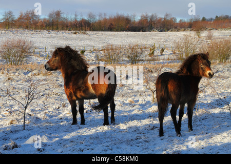 Exmoor Ponys im Schnee auf Daisy Hill NR Stockfoto