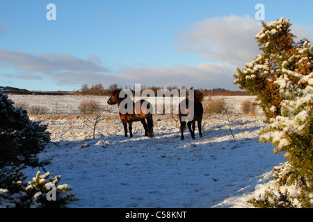 Exmoor Ponys im Schnee auf Daisy Hill NR Stockfoto