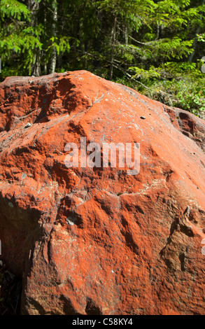 Felsbrocken mit Algen bedeckt ( Trentepohlia Iolithus ), Finnland Stockfoto