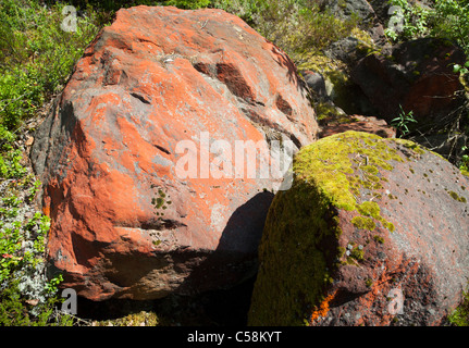 Felsbrocken mit Algen bedeckt ( Trentepohlia Iolithus ) , Finnland Stockfoto