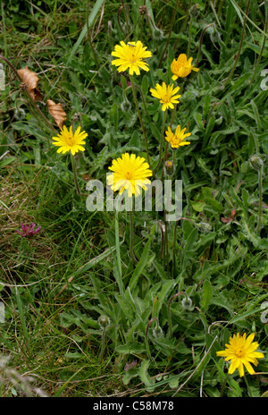 Borstigen Hawkbit, gemeinsame Hawkbit, grobe Hawkbit, Leontodon Hispidus, Asteraceae. Stockfoto