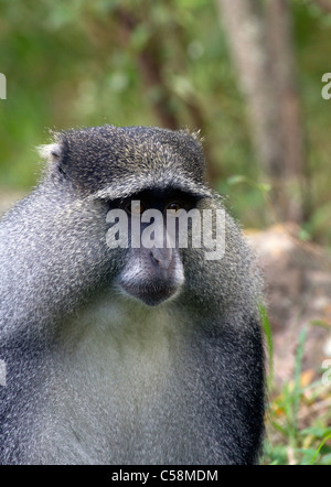 Die Sykes (blau) Affen Stockfoto