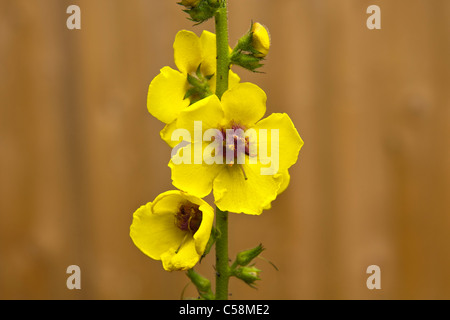 Pflanze, Wiesenblumen, dunkle Königskerze, Verbascum Nigrum. Blumen Stockfoto