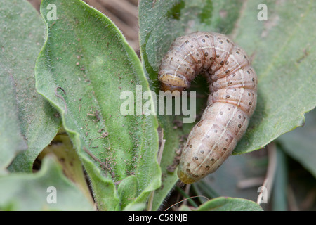 Caterpillar rosig rustikale Motte; Hydraecia micacea Stockfoto