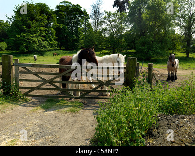 Zwei Pferde stehen durch Tor In Paddock Bereich Redhill Surrey England Stockfoto