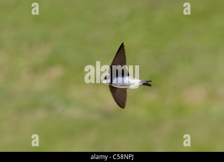 Uferschwalbe; Riparia Riparia; im Flug Stockfoto