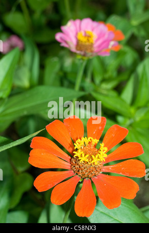 Orangefarbene und violette Zinnia-Blumen mit gelbem Ring in der Mitte Stockfoto