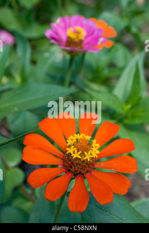 Orangefarbene und violette Zinnia-Blumen mit gelbem Ring in der Mitte Stockfoto