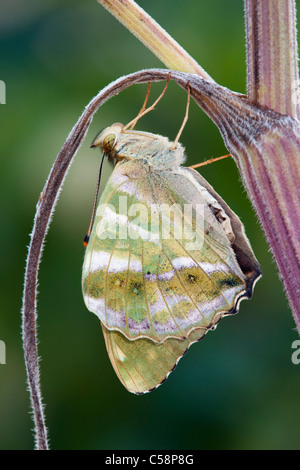 Silber gewaschen Fritillary Butterfly; Argynnis Paphia; Weiblich Stockfoto