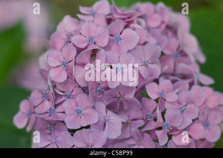 Hortensie Ajisai Stockfoto