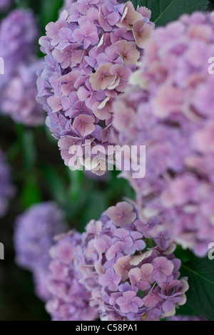 Hortensie Ajisai Stockfoto