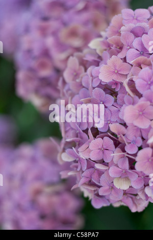 Hortensie Ajisai Stockfoto