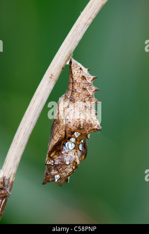 Silber gewaschen Fritillary Schmetterling Chrysalis; Argynnis Paphia; Stockfoto