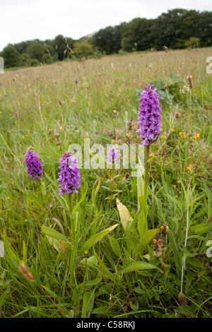 Südlichen Marsh Orchideen; Dactylorhiza Praetermissa; Sylvias Wiese; Cornwall Stockfoto