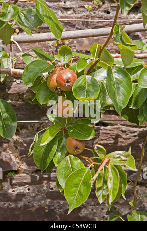 Birnen (Doyenne du Comice) wächst auf Baum Stockfoto