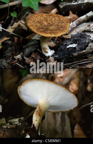 Tuberöse Polypore, Polyporus Tuberaster, Polyporaceae. Whippendell Wald, Hertfordshire. Zwei Image Composite. Stockfoto