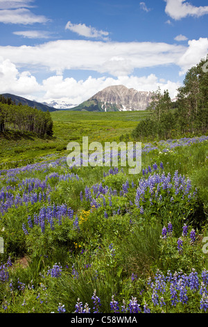 Blaue Lupine Wildblumen entlang der Deer Creek Trail in der Nähe von Crested Butte, Colorado, USA. Gothic-Berg im Hintergrund. Stockfoto