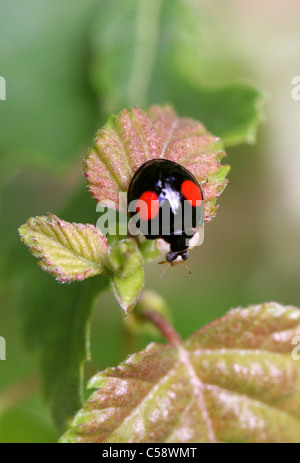 Zwei-spotted Marienkäfer oder Lady Beetle, Adalia Bipunctata Syn Macrosiphum Rosae, Coccinellidae. Stockfoto