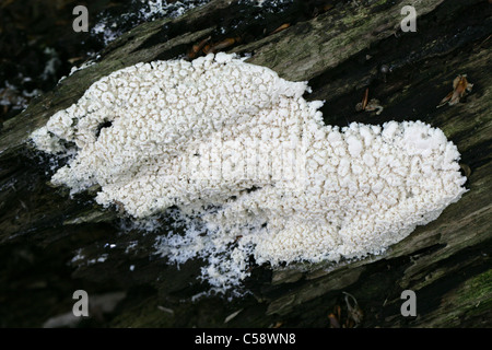 Weiße Koralle Schleim oder White-Finger Schleim, Ceratiomyxa Fruticulosa. Whippendell Wald, Hertfordshire, UK. Plasmoidal Bühne. Stockfoto