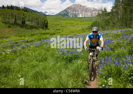 Mountainbiker fahren unter blaue Lupine Wildblumen auf dem Hirsch-Knarren-Trail in der Nähe von Crested Butte, Colorado, USA. Stockfoto
