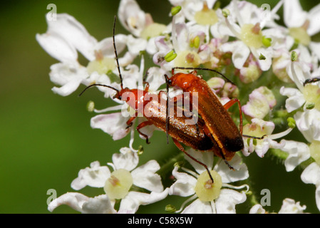 Gemeinsamen roten Soldat Käfer Paarung Rhagonycha Fulva, Cantharidae. Auf Bärenklau, Heracleum Sphondylium. Stockfoto