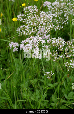 Gemeinsamen Baldrian, Valeriana Officinalis, Valerianaceae. Stockfoto