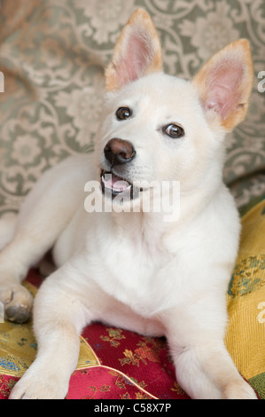 Ein drei Monate altes Shiba Inu Mischling Rettungs-Welpen Stockfoto