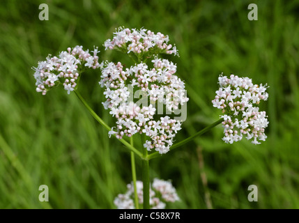 Gemeinsamen Baldrian, Valeriana Officinalis, Valerianaceae. Stockfoto